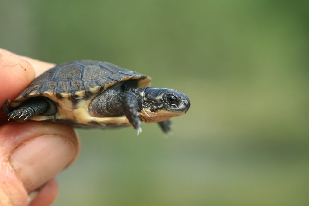 Giving baby turtles a helping hand – DW – 11/06/2014